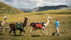1 Hour Llama Trek - A group of people hiking with llamas in the mountains