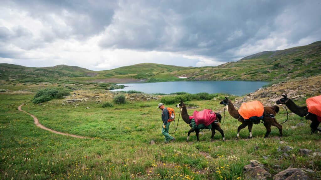 3 Hour Llama Trek - A group of people hiking with llamas in the mountains