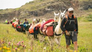 Llama Trek Safety Rules and Guidelines - A group of people hiking with llamas in the mountains