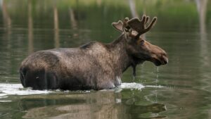 A Shiras Moose wading in a lake in the teton wilderness seen on a pack trip