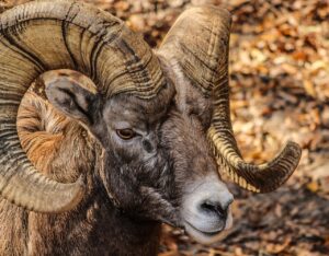 animal, bighorn sheep, wildlife-204694.jpg
