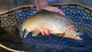 cutthroat trout caught in the yellowstone river headwaters