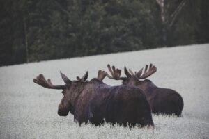 moose, nature, norway-7571491.jpg