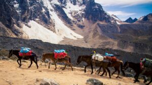 A pack string of mules heading into the thorofare on a pack trip