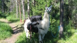 a pack llama that is on an overnight llama trek taking a break along the trail